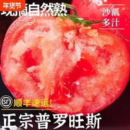 正宗新鲜普罗旺斯顺丰水果当季沙瓤西红柿自然熟新鲜生吃番茄蔬菜