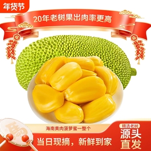 海南三亚黄肉菠萝蜜大果一整个干苞新鲜现摘特产水果波罗蜜包邮年