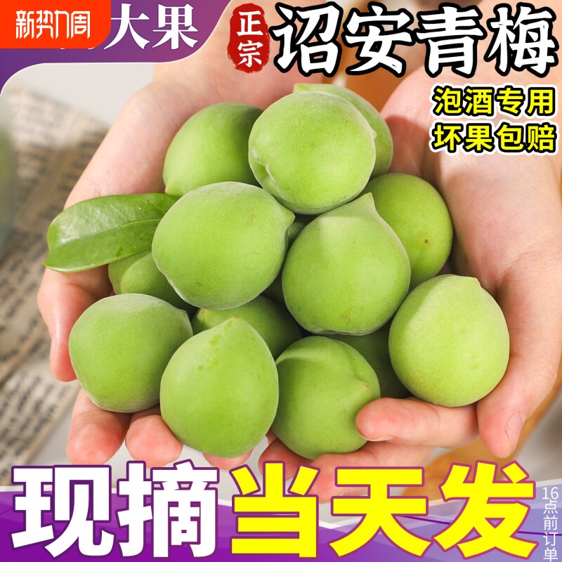 5斤大果 诏安青梅鲜果现摘新鲜泡酒专用酵素酸脆高山野生梅子孕妇