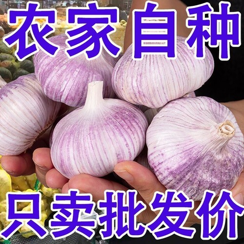 精选新干蒜今年大蒜头