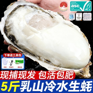 生蚝鲜活乳山生蚝海蛎子特大新鲜牡蛎整箱批发生鲜官方旗舰店 5斤