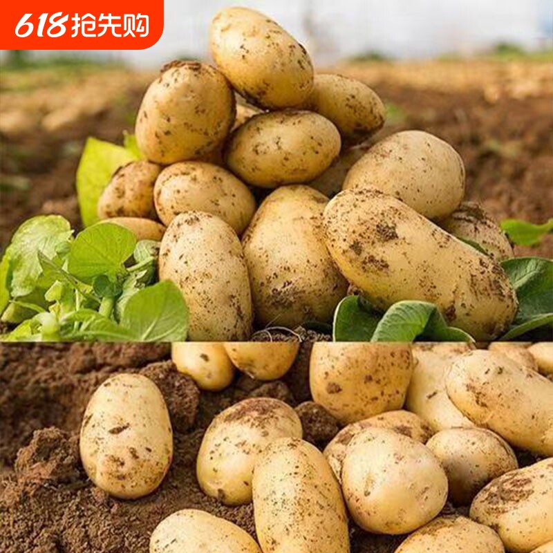 土豆新鲜今年新土豆自家种植的黄心现挖洋芋贵州高山产地农产品