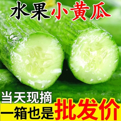荷兰黄瓜新鲜小黄瓜5斤