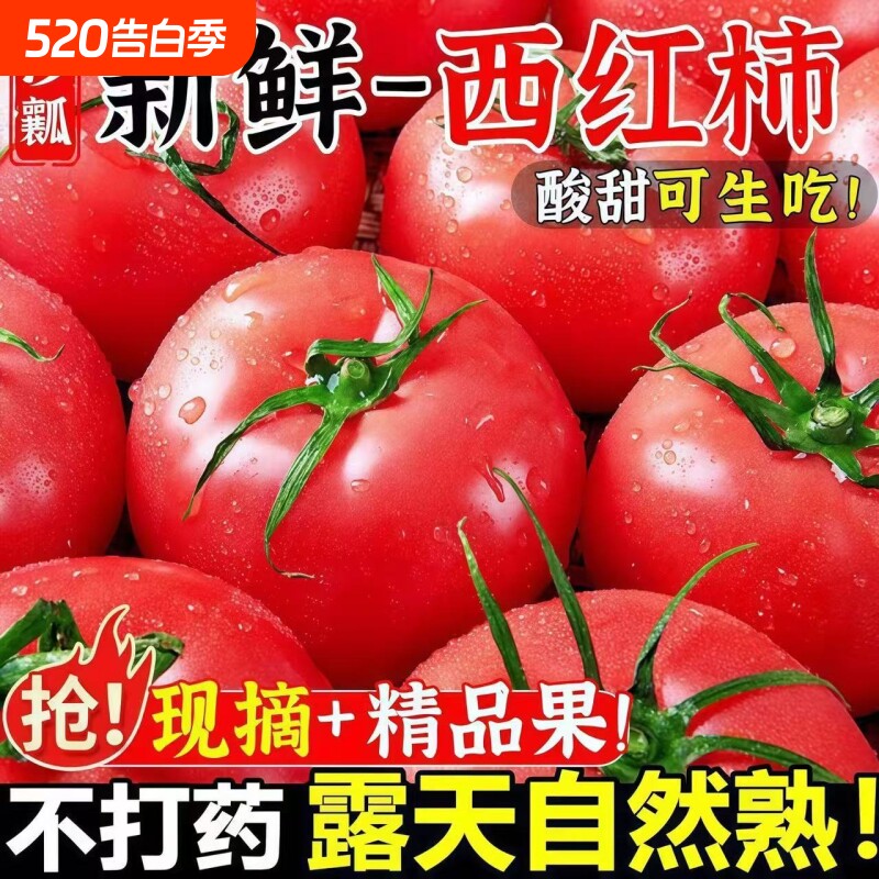 正宗山东普罗旺斯西红柿现摘自然沙瓤番茄大粉柿子可生吃批发新鲜