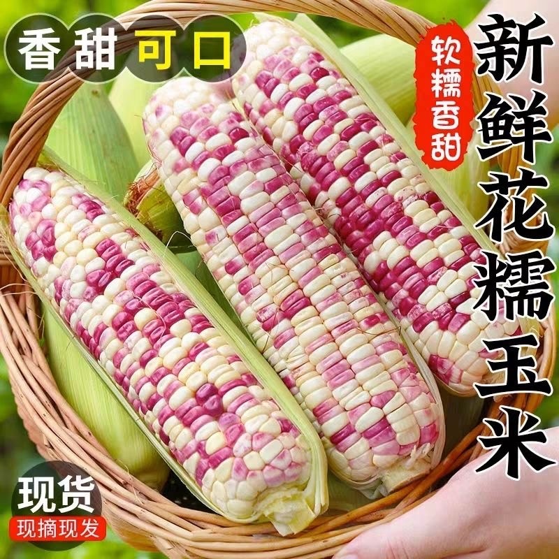 正宗广西新鲜花糯玉米5斤现摘当季花甜糯玉米苞谷嫩玉米棒子蔬菜9