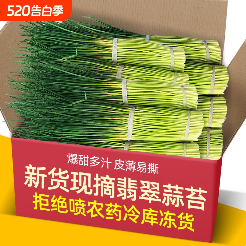 蒜苔新鲜新货每天现拔河南翡翠应当季蔬菜红帽薹蒜青蒜苗