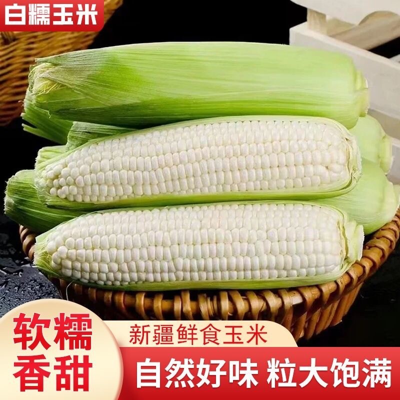 广西农家新鲜采摘白糯牛奶玉米当季现摘嫩苞谷代餐甜糯玉米棒子