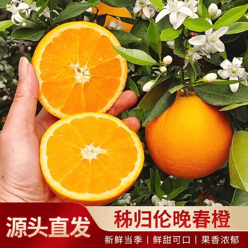 正宗伦晚脐橙湖北秭归脐橙新鲜橙子特级大果农场直发孕妇手剥橙