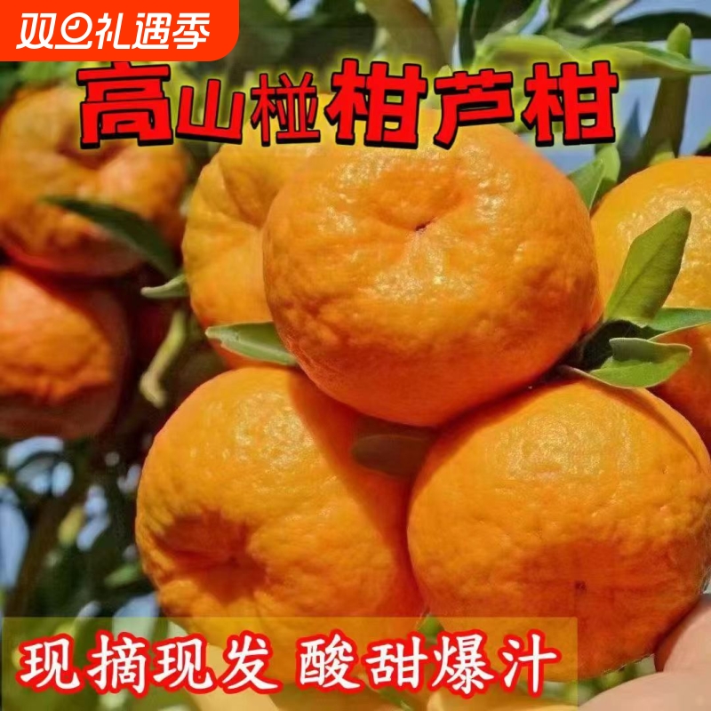 四川椪柑芦柑新鲜水果当季现摘现发丑橘自种高山酸甜柑橘桔子碰柑