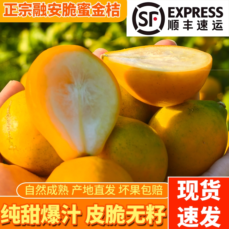 【顺丰】第三代广西正宗融安脆蜜金桔柑新鲜当季水果桔子现摘纯甜