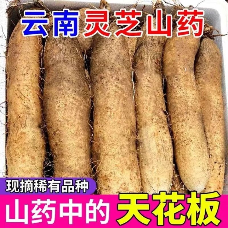 云南正宗灵芝山药软糯蔬菜山药当季农家现挖新鲜山药秋冬季养生