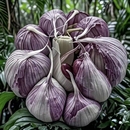 特价 大蒜头批发干蒜特大新鲜山东蒜种子紫白皮大蒜批发价自种炒菜