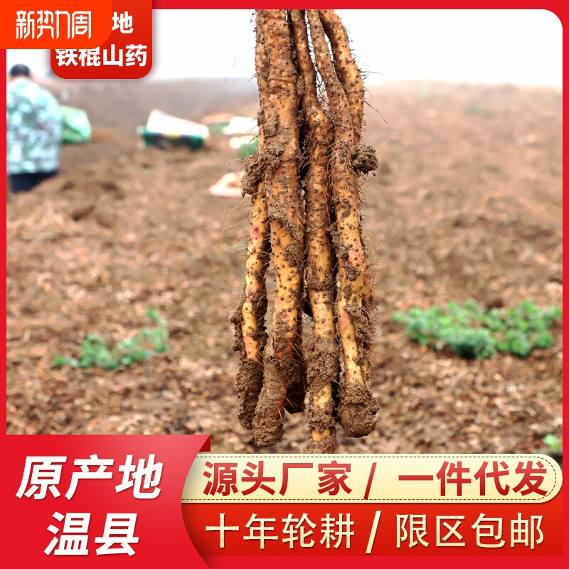 河南焦作垆土铁棍山药温县正宗铁杆淮山药新鲜怀山药现挖现发特产
