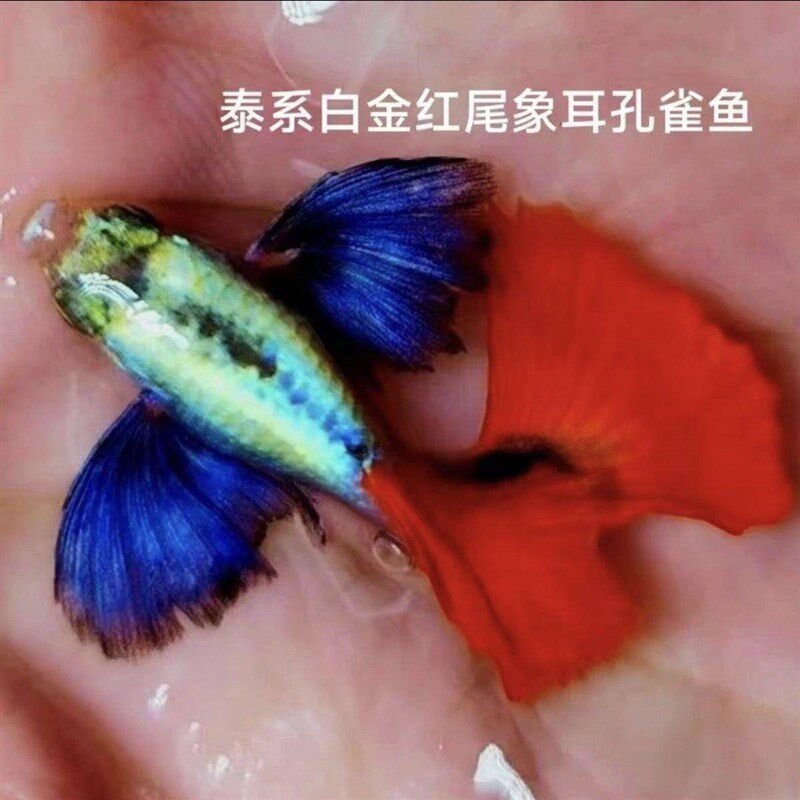 速发大耳朵孔雀鱼白大象耳孔雀鱼泰国白金红尾孔雀鱼金耳朵七宜便