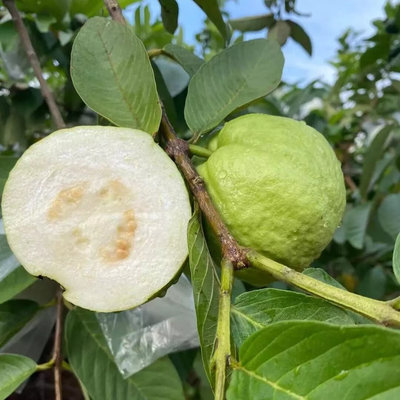 白心芭乐新鲜水果当季