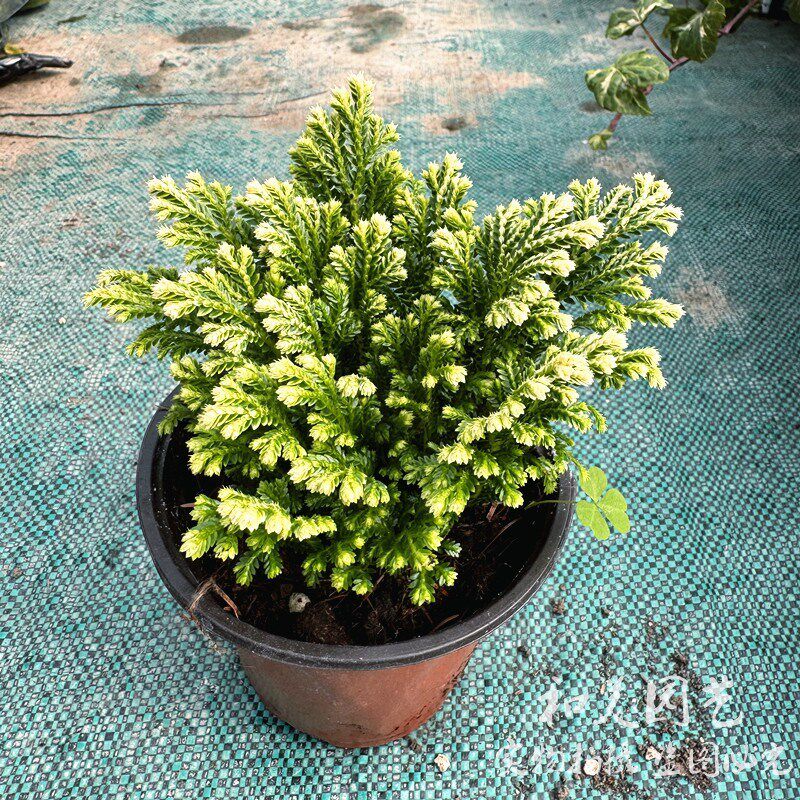 银边卷柏盆栽 九死还魂草 荧光珊瑚蕨 多年生蕨类植物 包邮