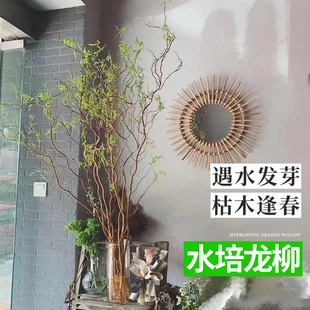 水培植物龙柳鲜枝切花水养绿植雪柳干支室内吊钟泡水长根家居装饰