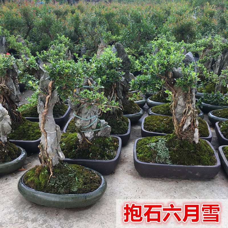 抱石盆景植物雀梅罗汉松树抱石六月雪对节白蜡黄杨高提根附石盆栽