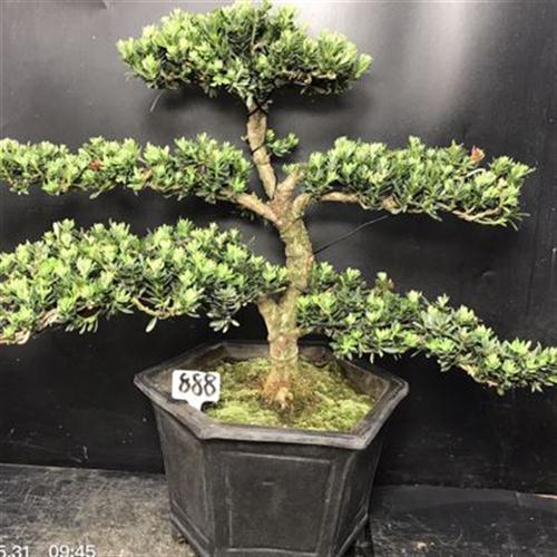 好货高端一拍原生米叶罗汉松盆景老桩迎客松四季常青阳台庭院办公