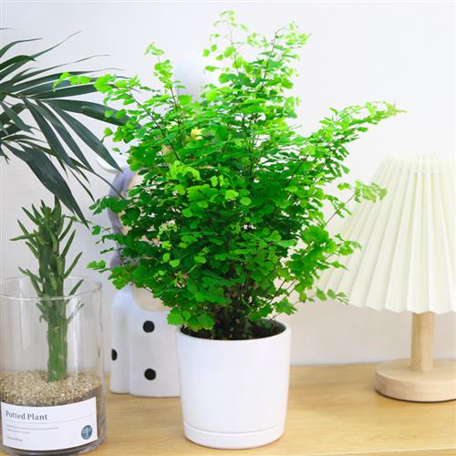 水培铁线蕨耐阴植物净化空气室内盆栽铁丝草四季好养花卉客厅绿植