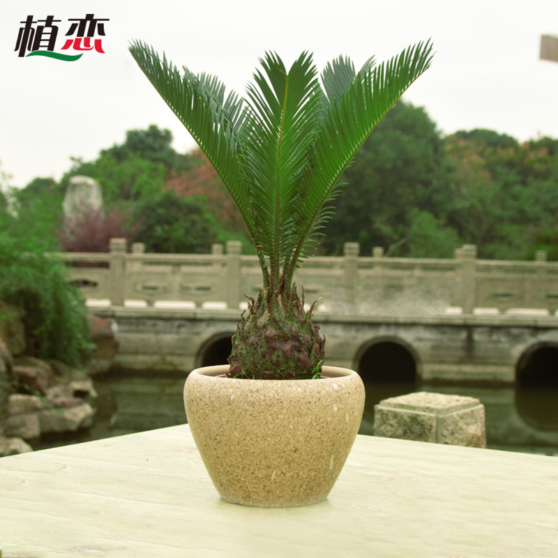 铁树苏铁盆栽盆景绿植花卉室外大型盆景苏州上海无锡南京同城配送