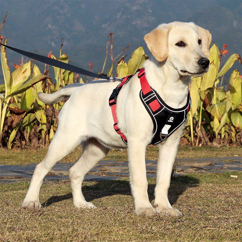 现货速发阿拉斯加狗中大型犬胸袋背心式外出金毛泰迪遛狗绳防挣脱