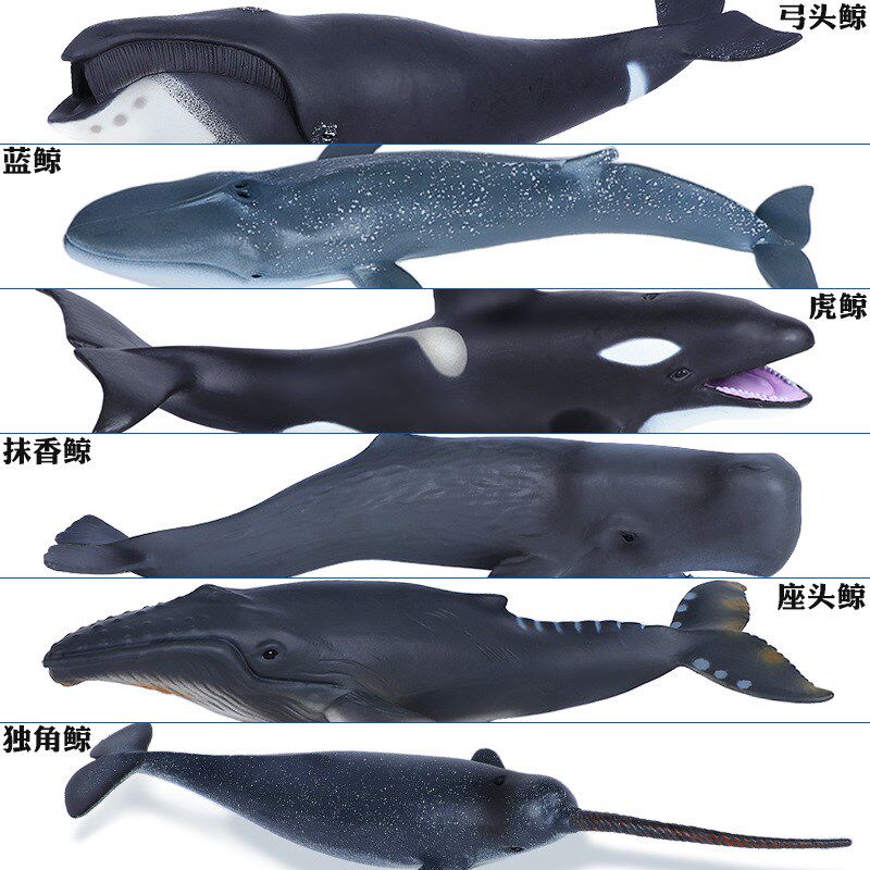 现货速发海洋动物玩具生物鲸鱼模型大号弓头鲸虎鲸座头鲸一角鲸男