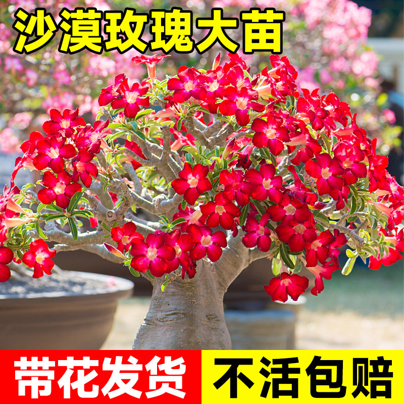 现货速发沙漠玫瑰盆栽绿植物花卉盆景老桩重瓣带花苞室内台好养活