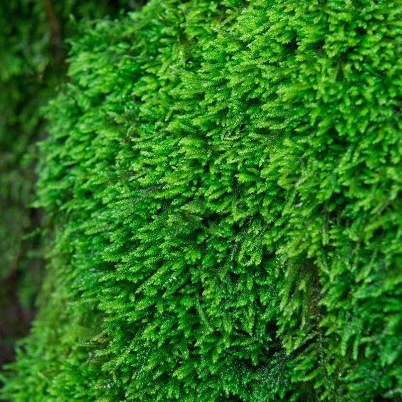 现货速发绿苔藓花盆里的小草铺面盆景造景青苔草皮假山植物鲜活附