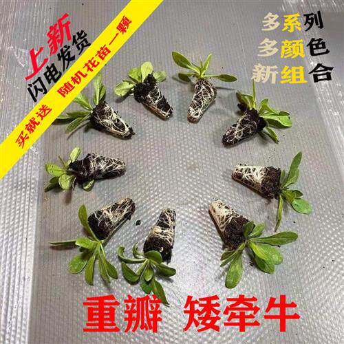 现货速发花卉盆栽重瓣矮牵牛花苗穴盘苗【颗装】台庭院屋顶花园易