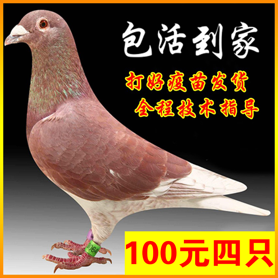 红狐狸信鸽种鸽子活体鸽子活一对公母肉鸽活苗观赏宠物元宝鸽活物