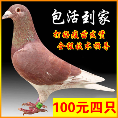 红狐狸信鸽种鸽子活体鸽子活一对公母肉鸽活苗观赏宠物元宝鸽活物