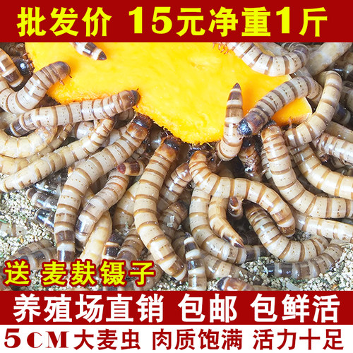 大麦虫活虫面包虫大号黄粉虫金龙鱼乌龟饲料八哥画眉鸟食活体虫子