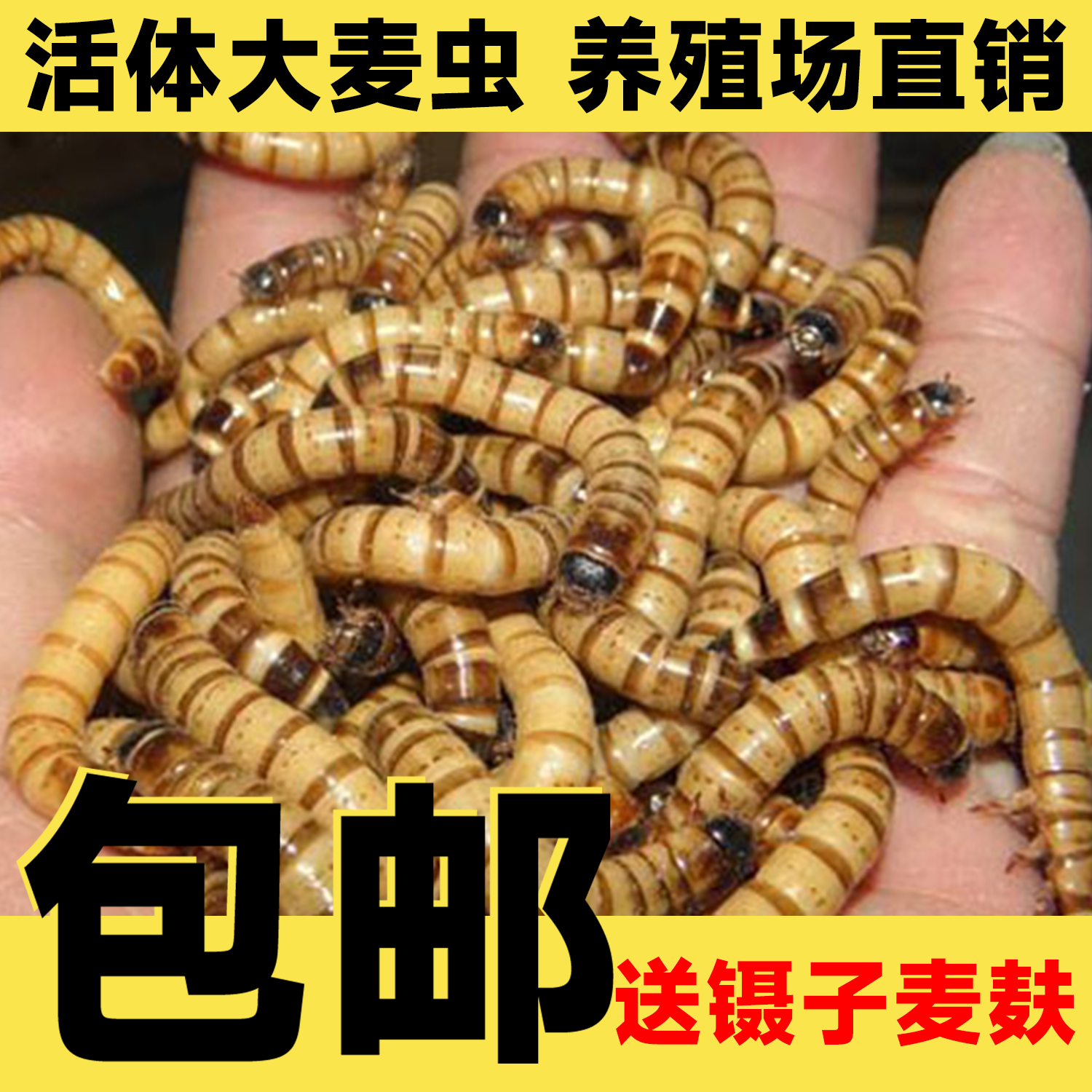 画眉鸟食金龙鱼鲜活饲料活体虫子面包虫大麦虫净重八哥活虫黄粉虫