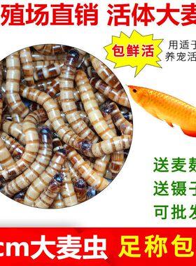 大麦虫活虫包邮面包虫黄粉蛋白鲜活虫子龙鱼八哥鸟食活体钓鱼饲料