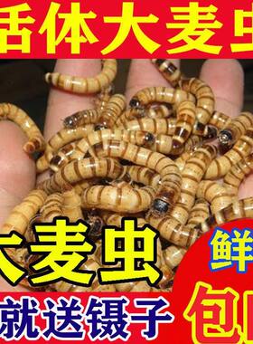 大麦虫活体100条蛋白虫面包虫八哥仓鼠鸟乌龟金龙鱼守宫饲料活虫