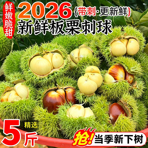 2026新鲜板栗小刺球生板栗带红壳板栗毛球板栗带刺球白皮发货