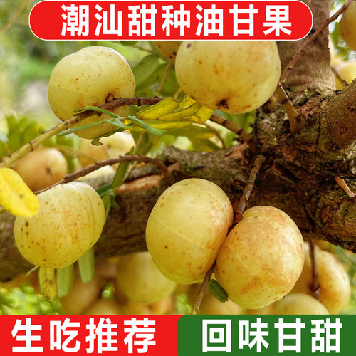 油甘果新鲜潮汕余甘果油柑果牛甘果滇橄榄玉油柑果酸回甘包邮