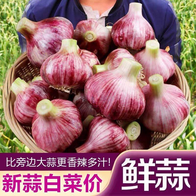 云南紫皮蒜头新鲜湿蒜