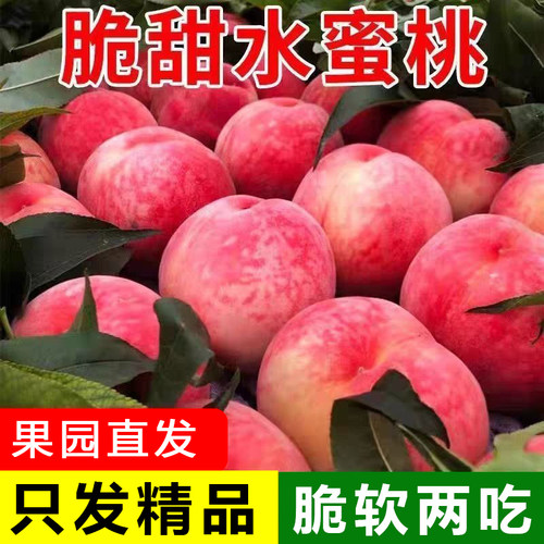新鲜桃子山西正宗老树水蜜桃新鲜水果毛桃脆甜桃子应季时令水果