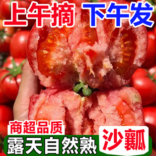 正宗攀枝花西红柿自然熟生吃沙壤农家当季新鲜水果蔬菜非普罗旺斯