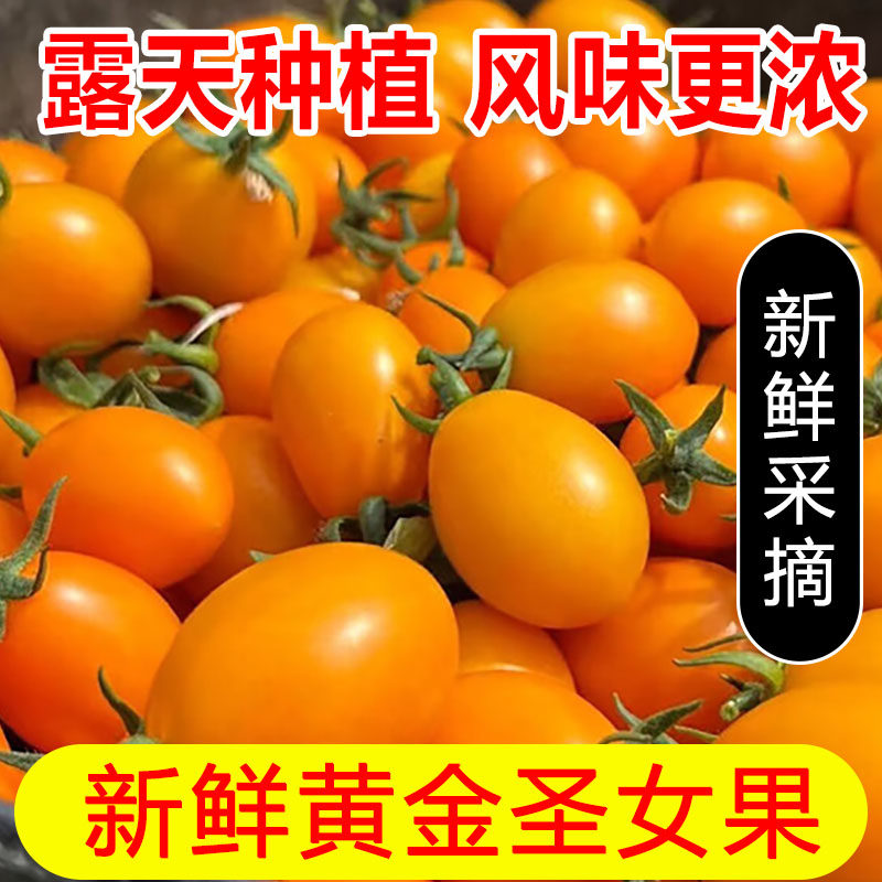 新鲜黄金圣女果5斤樱桃小番茄现摘自然熟酸甜黄皮西红柿水果包邮