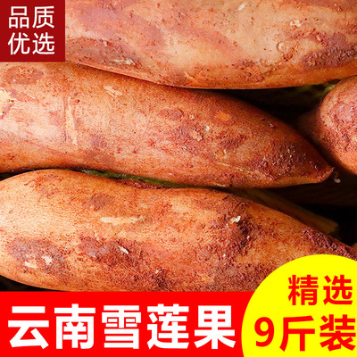 现货现挖云南天山雪莲果新鲜10斤红心特级水莲果当季雪连果整箱