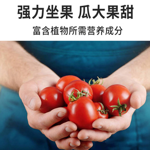 极速授粉神器大樱桃o车厘子花甜瓜西瓜果树李子保花保果药坐果精