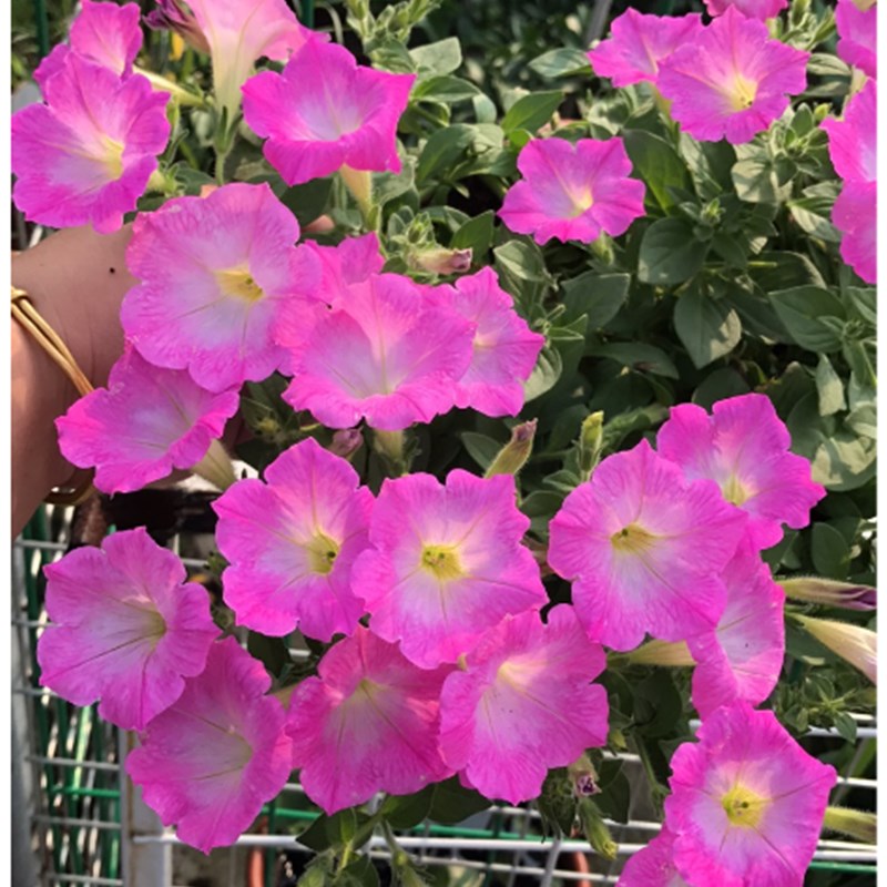 极速垂吊牵牛花重瓣矮牵r牛盆栽花卉庭院阳台花卉植物易养带花发