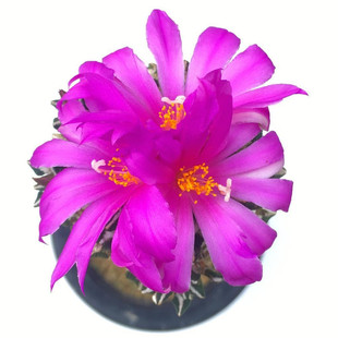 极速尚野园艺 实生象足黑牡丹 姬牡丹 一物一拍 T岩牡丹属仙人球