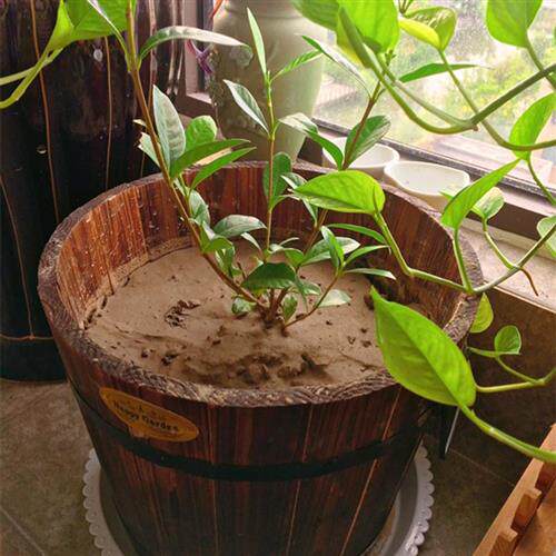 极速防腐木花盆木桶种花花盆创意木质花盆老O桩圆桶阳台种菜箱深