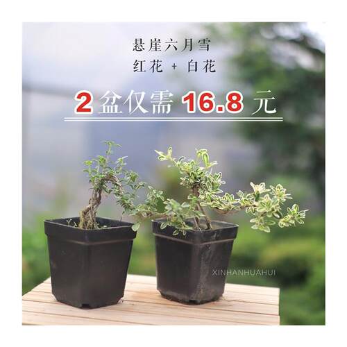 新品金边提根六月雪盆景 悬崖微型开花小盆栽 Q树桩造型 办公桌面