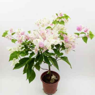 极速勤花广红樱三角梅爬藤植物盆D栽带花盆客厅庭院四季开花新款