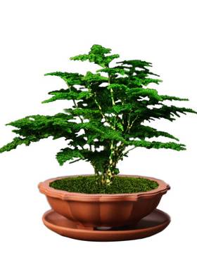 极速唐山矮d生云松正宗文竹盆栽办公室内桌面好养活绿色净化空气